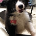 子犬の里親募集！