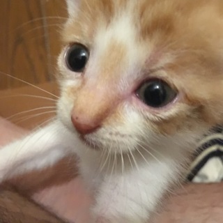 可愛いチビ猫