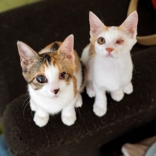 三毛とシロ茶の姉妹(左目見えません)