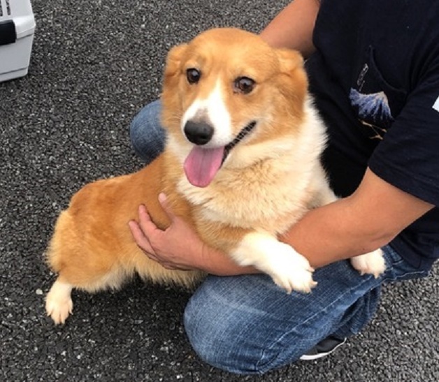 人が大好き 性格花丸の癒し系 千葉県 犬の里親募集 2674 ペットのおうち 月間利用者150万人