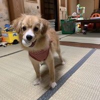 さくら