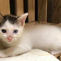 セキチュー上尾店犬猫里親会 サムネイル2