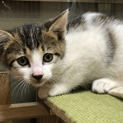 セキチュー上尾店犬猫里親会 サムネイル3