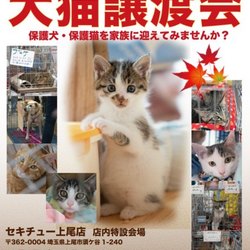 セキチュー上尾店犬猫里親会