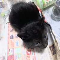 お任せ