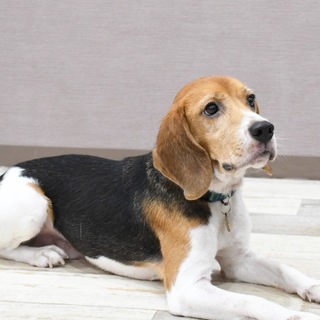 人間大好き陽気なビーグル男の子