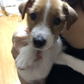 里親さんを急募です。