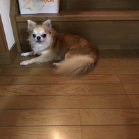 ココ