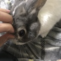 ミニうさぎ　オス　
