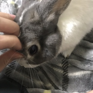 ミニうさぎ　オス　