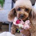 初心者にも飼いやすい穏やかなハナちゃん