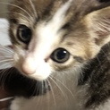 元気で甘えん坊な子猫ちゃんです！