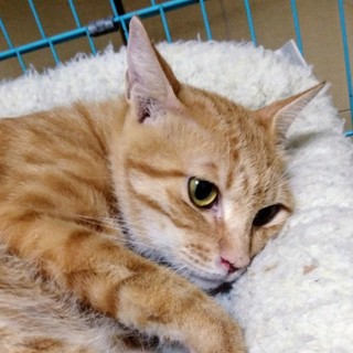 若い茶トラの女の子