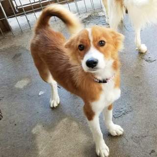 生後7か月仔犬  去勢手術済  5.8キロ