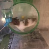 ちょーうに