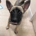 多頭飼育崩壊現場で生まれた4ヶ月の女の子です。