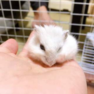 【保護ハムスター】幸せおめでとう！【キキ】