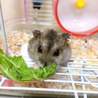 【保護ハムスター】幸せになってね サムネイル2