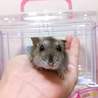 【保護ハムスター】幸せになってね サムネイル3