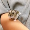 【保護ハムスター】幸せになってね サムネイル6