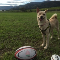 気良々(きらら)