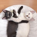 黒茶&ベージュの兄弟一緒に迎えてくださる方希望！