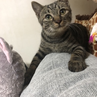 4ヶ月キジトラの男の子(去勢済)です！