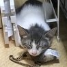 洗濯機の横で寝る。男の子ですが、子どもの強い希望で名前は「はなちゃん」に決定。