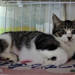 ちょっと人見知りな、マーシュちゃん