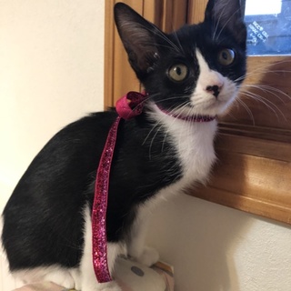 かわいい黒白くつしたあんよのチャオ　＃ユニコ