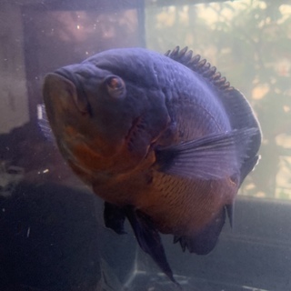 レッドオスカー