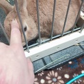 ミニウサギ