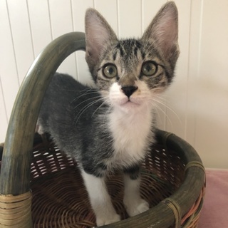 人懐こいイケメンこねこ　雷神　＃きじしろ雷神　