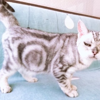 【10/14譲渡会】目が見えない"ろるちゃん"