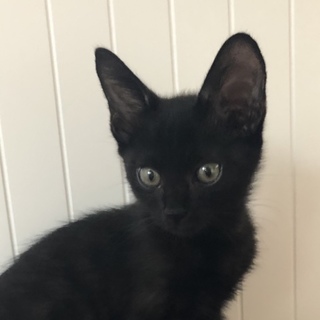 神秘の黒猫　おっとりかわいい＃くろねこ風神　２か月