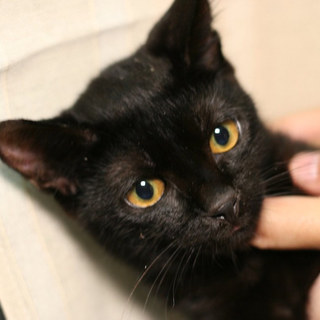 ビビリだけど甘えたさん？マッシュくん