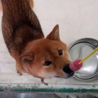 【動画あります！】人慣れしてます！柴犬風男の子