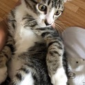 甘えたいけどまだシャイ☆ゾロくん