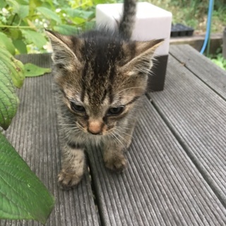 元気な４匹の兄妹です！