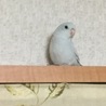 もふもふことり