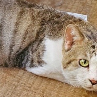 雄猫２匹の里親募集　新座市栄より