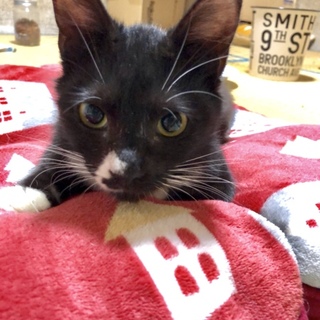 とても甘えん坊のクッキーちゃん♡