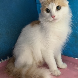 mianneさんお迎え予定