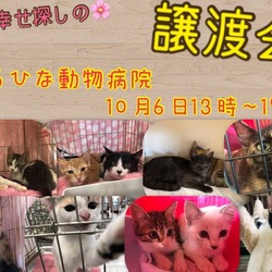 セカンドライフ香川 猫の譲渡会