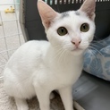 10月6日譲渡会★保健所からレスキューの猫た