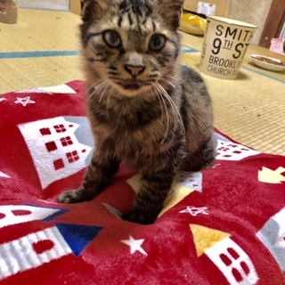 とても甘えん坊のウニくん♡