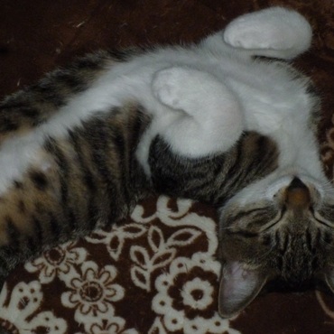 リクの寝相です。ヘソ天が多いかな・・