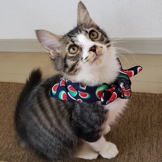 しっぽがふっさふさ半長毛のキジ白ぱいん君