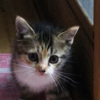 至急募集します。