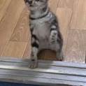 保護 子猫
